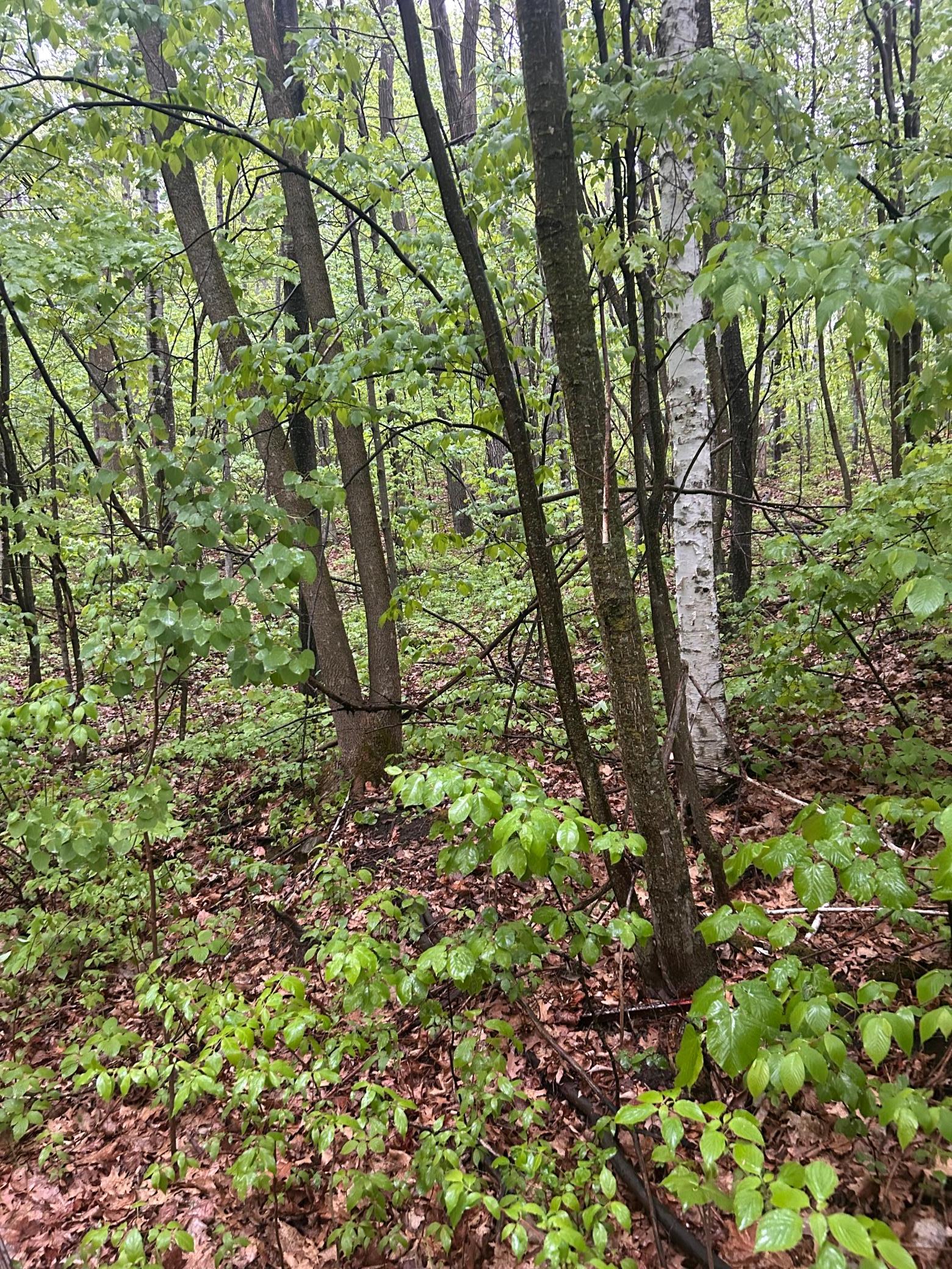 TBD  Flintstone, Cushing Twp, MN