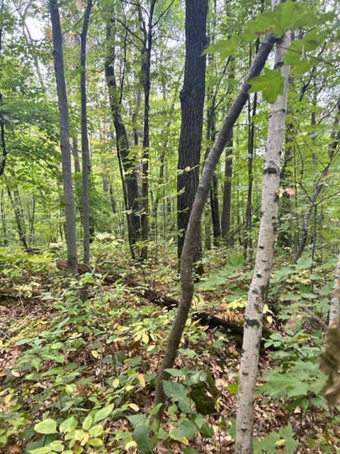 xxx  Lost Lake Trl, Cushing, MN