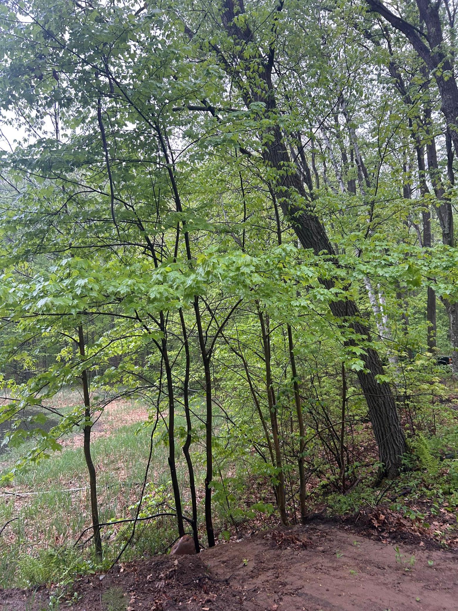 TBD  Powder Horn, Cushing Twp, MN